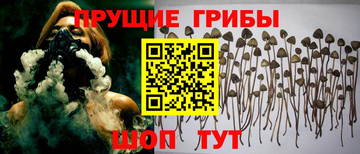 Галлюциногенные грибы Psilocybe  Вход с VPN  Сарапул  Галлюциногенные грибы Psilocybe 